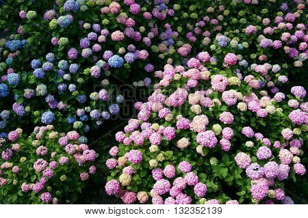Views of the lush flowering bushes colored hydrangeas