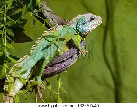 Chinese Water Dragon