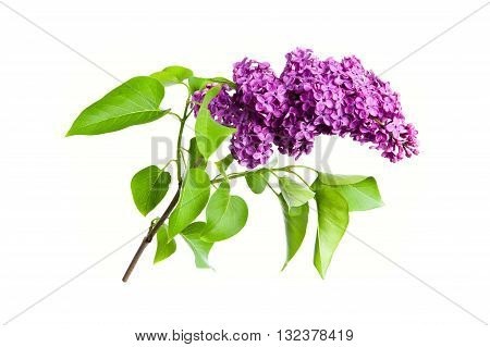 Spring flower twig purple lilac isolated on white background. Syringa vulgaris