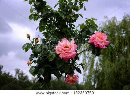 beautiful flowering shrub roses against the sky and weeping willow