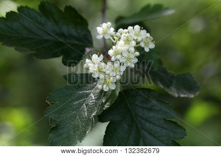 Flowers of a wild service tree (Sorbus terminalis).