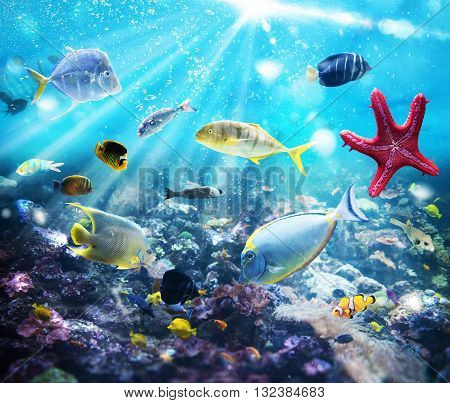 Colourful fish and marine vegetation undersea with sunray