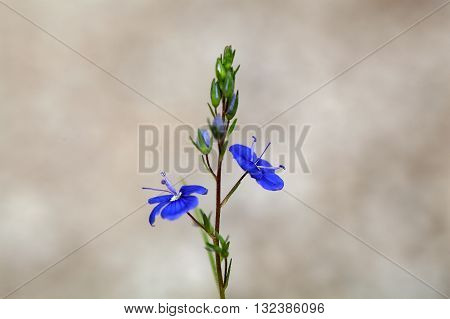 Macro photo of a german speedwell (Veronica chamaedrys). A common wildflower in Europe.