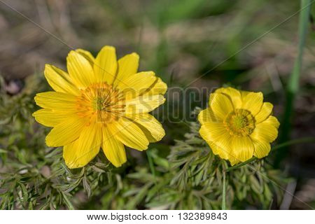 Spring pheasant's eye or Adonis vernalis blossoms in steppe