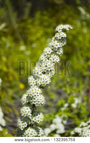 A wild herb, a shrub which grows in the forest zone Spirea.