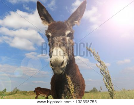 funny Donkey