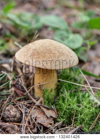 Xerocomus subtomentosus growing in the forest close up