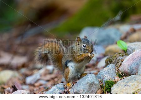 Red Squirrel in a Boreal forest in northern Quebec. The red squirrel or Eurasian red squirrel is a species of tree squirrel. The red squirrel is an arboreal, omnivorous rodent.