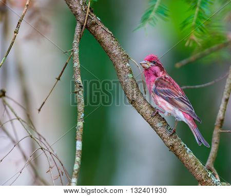 The Purple Finch are a genus, of perching birds in the finch family . Most are called 