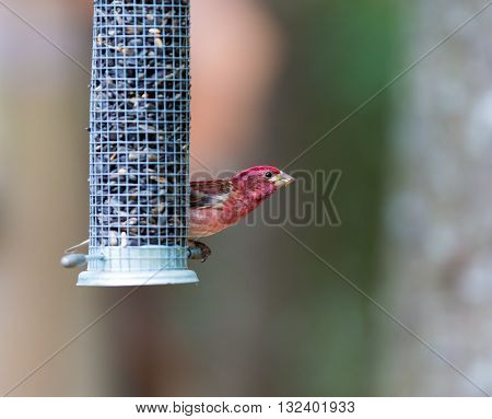 The Purple Finch are a genus, of perching birds in the finch family . Most are called 