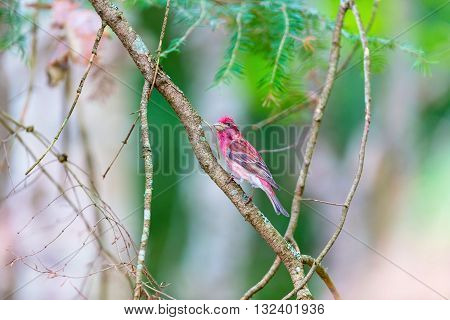 The Purple Finch are a genus, of perching birds in the finch family . Most are called 