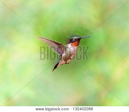 Male Ruby Throated Humming bird in a boreal forest in Northern Quebec after its long migration north. Very small hummingbirds with a lot of fight to do the long trip from the south.