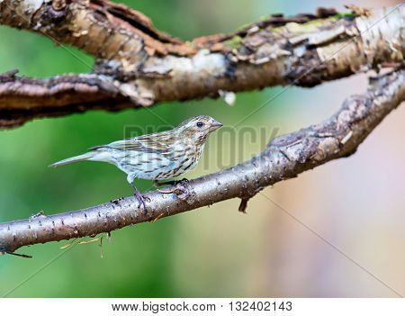 The purple finch female are a genus, of perching birds in the finch family . Most are called 