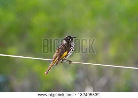 Closeup of New Holland Honeyeater bird (Phylidonyris novaehollandiae) perching on a wire in Australia