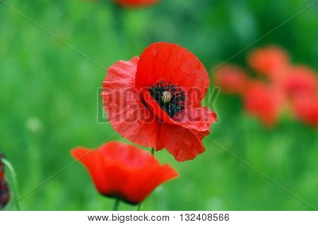 Open flower bright red poppy in a field