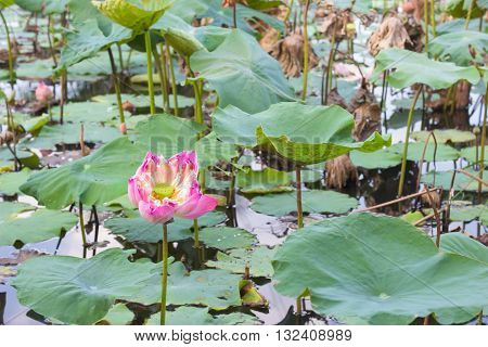 Blooming Pink Lotus Flower and its seed pod