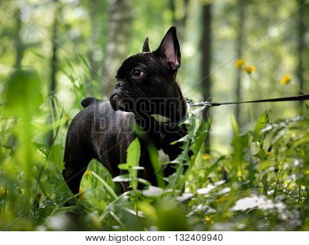 Walk the dog. The high green grass, park. Black dog, french bulldog breed. On the dog collar and leash. Dog portrait