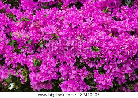 close up of pink bougainvillea background in garden