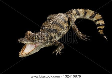 Closeup Young Cayman Crocodile Reptile with opened mouth and waved tail Isolated on Black Background in Top view
