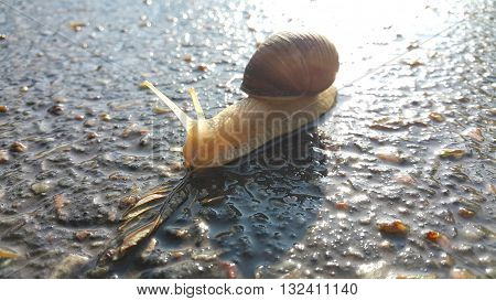 I walked after rain I saw a big snail on wet road