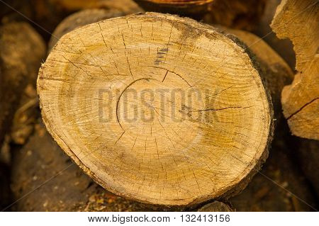 Dry trees are cut to fit beautifully colored. Can relax