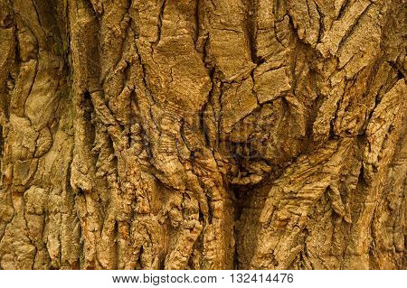 Peel off warm wood colors. Looked comfortable