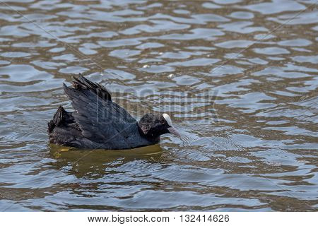 Eurasian coot is swimming in the lake in Russia