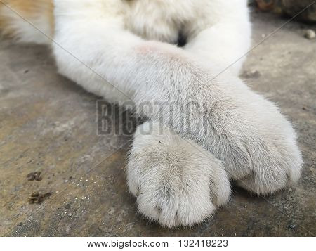 Cat paw in detail relax close-up, chilling action