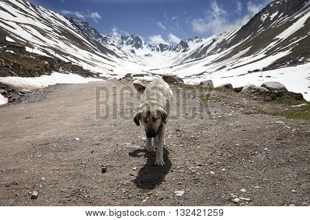 Dog On Dirt Road In Spring Mountains