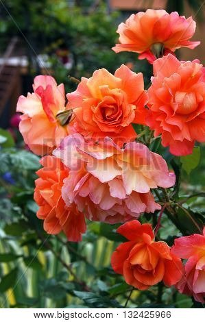 Bright ginger flowering rose  on a bush