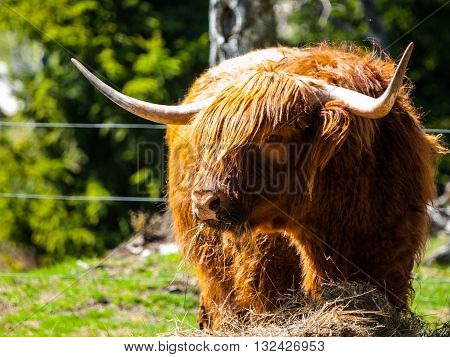 Scottish highland cow with long horns eats in the farm