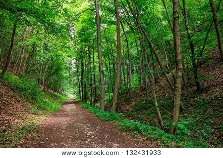 Enchanted Forest Path