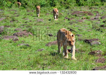 Pride of wild lions walks in savanna
