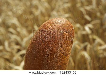 Fresh Bread before Cornfield. Summer field before harvest