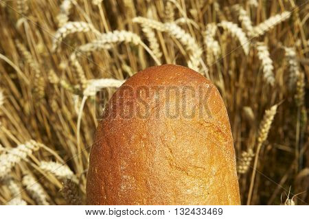 Fresh Bread before Cornfield. Summer field before harvest