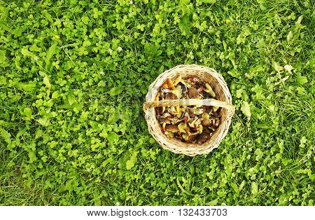 Basket with edible mushrooms on green grass