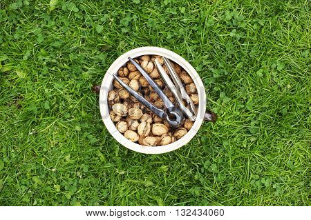 Clay pot full of walnuts on green lawn