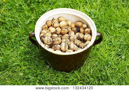 Clay pot full of walnuts on green lawn