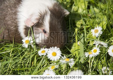 Guinea pig eating grass outside in the garden. Guinea pig (Cavia porcellus) is a popular household pet.