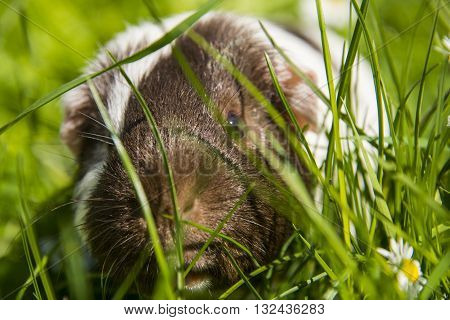 Guinea pig eating grass outside in the garden. Guinea pig (Cavia porcellus) is a popular household pet.