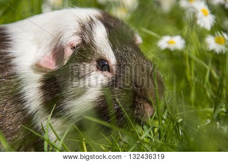 Guinea pig eating grass outside in the garden. Guinea pig (Cavia porcellus) is a popular household pet.