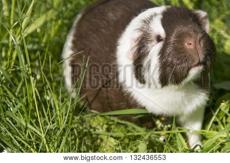 Guinea pig eating grass outside in the garden. Guinea pig (Cavia porcellus) is a popular household pet.