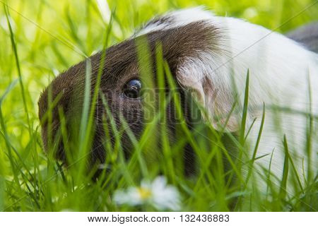 Guinea pig eating grass outside in the garden. Guinea pig (Cavia porcellus) is a popular household pet.