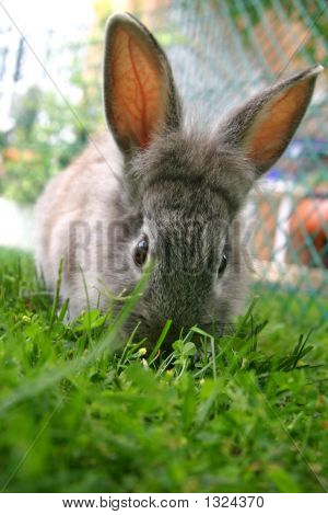 Conejo_5410.