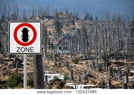 Bark Beetle Zone At Mount Rachel