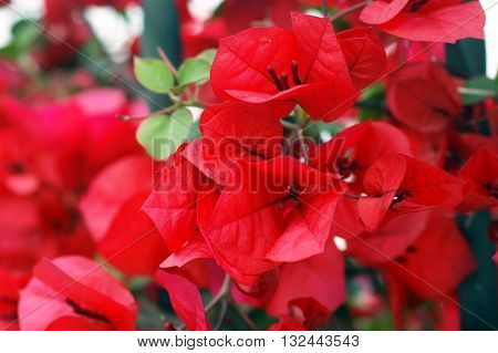 Bright red bougainvillea flowers in the summer