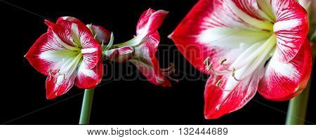 Multiple hippeastrum (amaryllis) flowers on black background isolated
