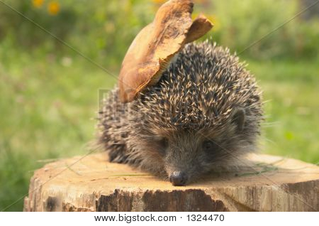 Hedgehog0074