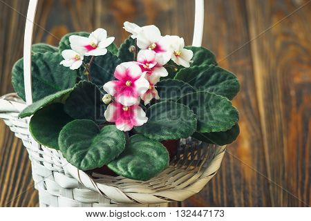 African violet (pink and white saintpaulia ionantha) in white wicker basket on wooden background