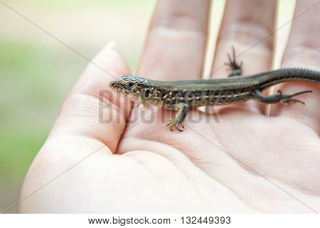 Green and brown lizard (Lacerta viridis, Lacerta agilis) is a species of lizard of the genus Green lizards. Lizard on the human palm.